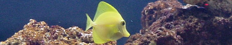 Yellow Tang Header
